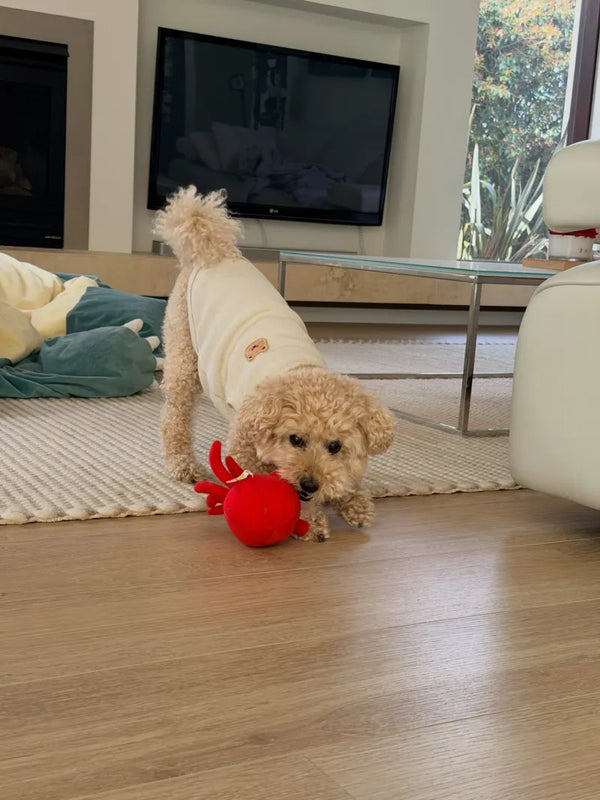 Apricot poodle in a jumper playing with a red octopus plush toy at home