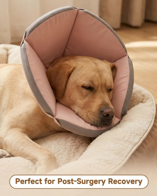 Labrador asleep on a dog bed in a pink soft recovery cone