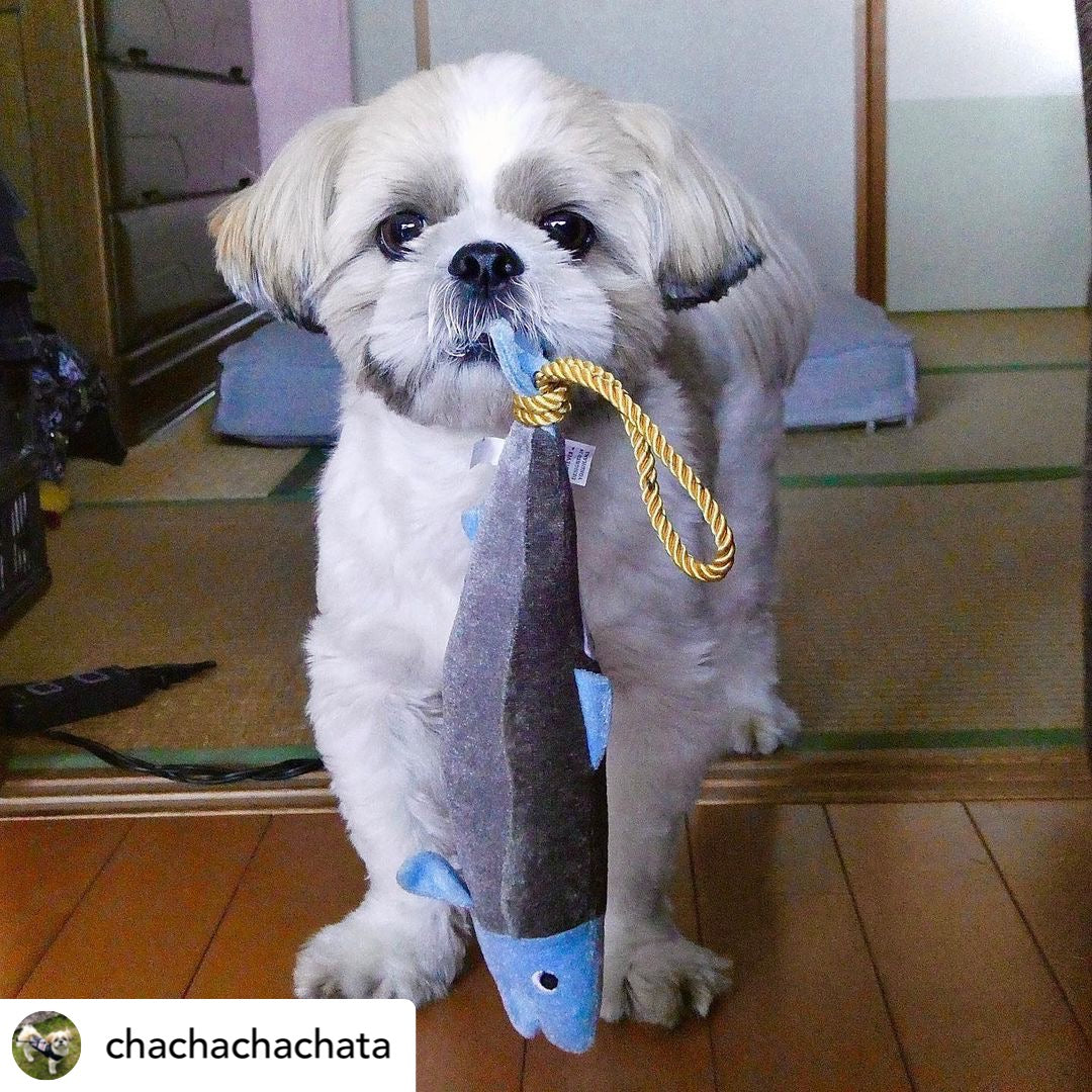 Salmon dog toy hotsell