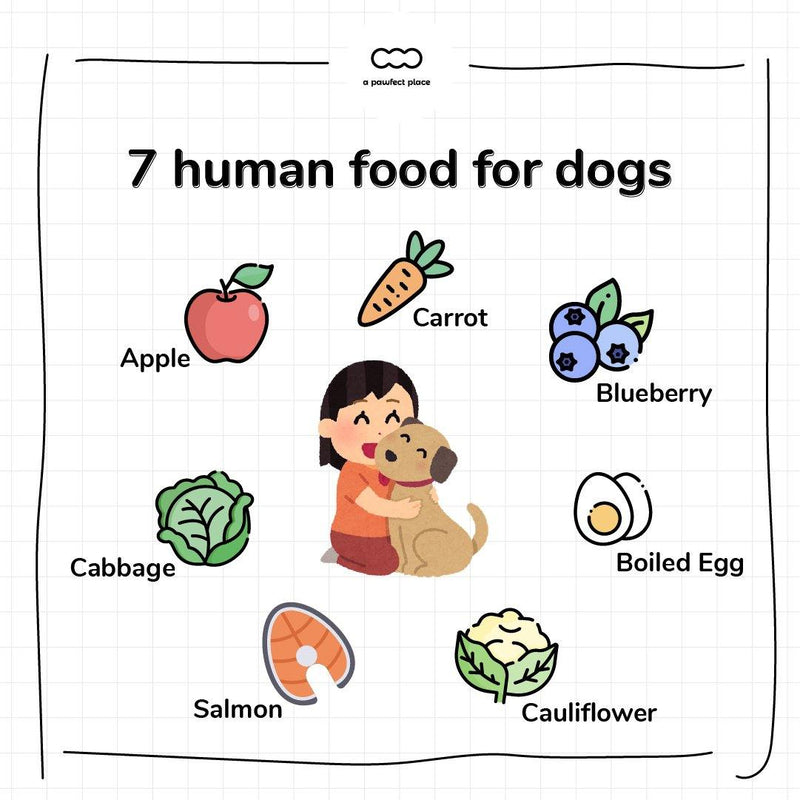 7 Human Food Your Dogs Can Eat - A Pawfect Place