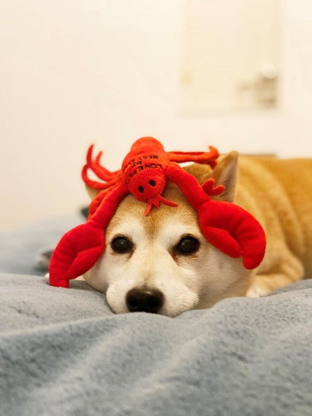 【Bestever】Lobster Dog Toy