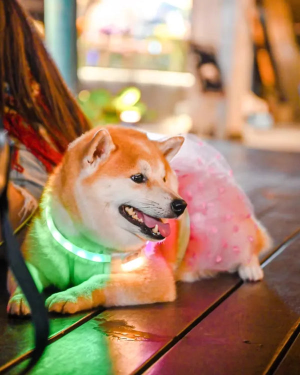 Shiba Inu wearing a glowing rechargeable LED dog collar at night