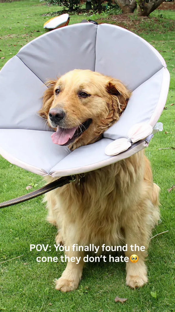 Golden retriever on a lead wearing the soft recovery cone outdoors