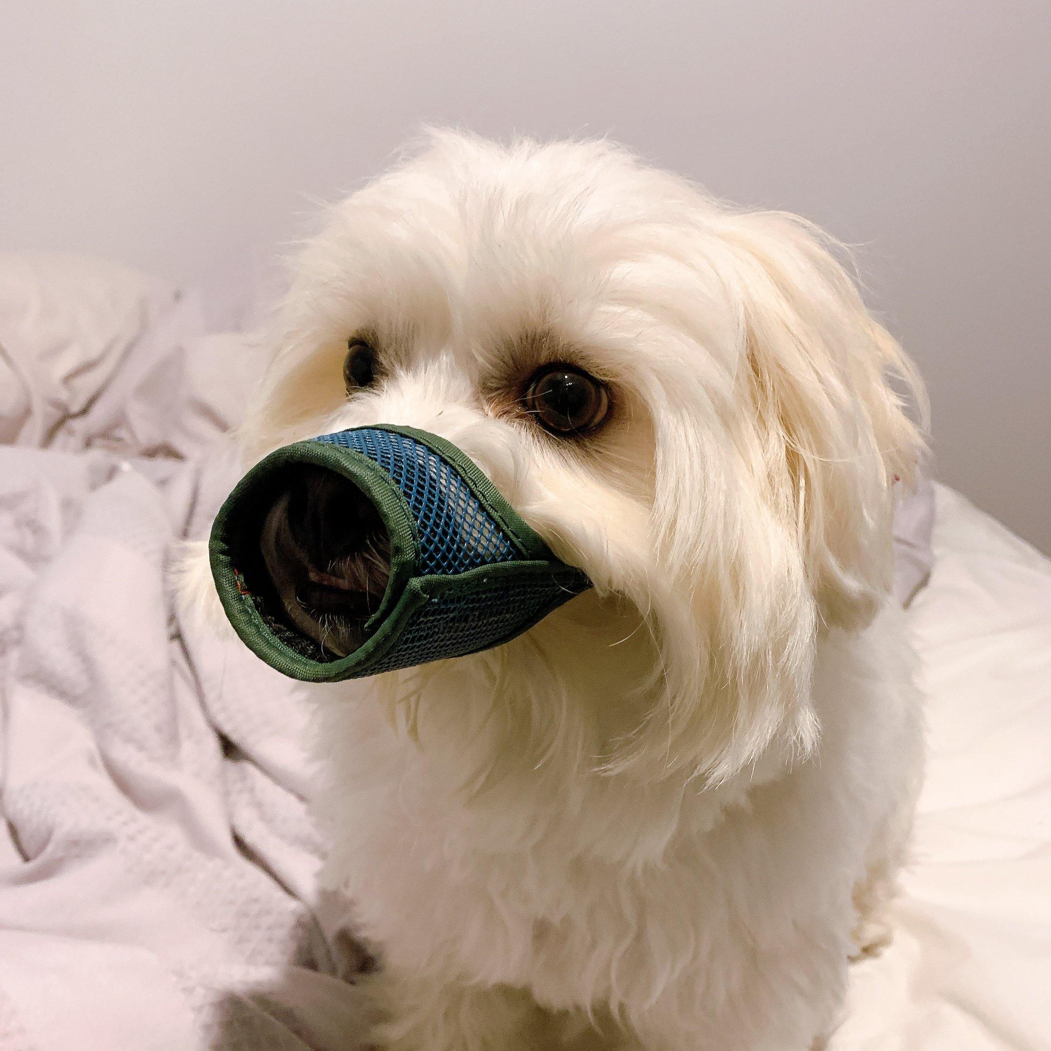 Mesh muzzle for small shops dogs