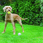 【Rosewood】Jolly Doggy Catch and Play Duo Tennis Ball - A Pawfect Place