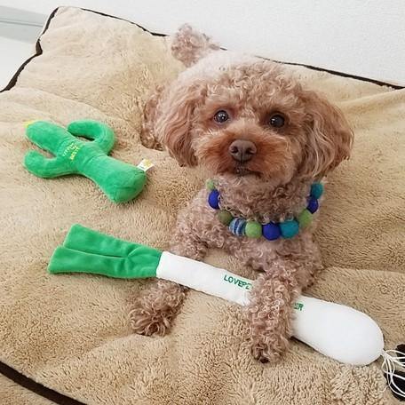【Bestever】Green Onion Dog Toy - A Pawfect Place